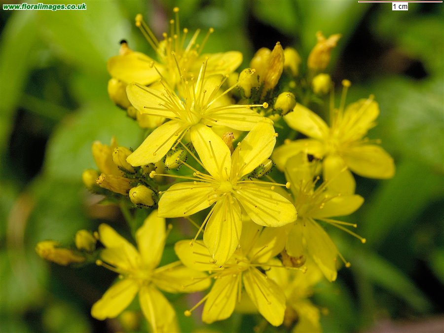 Hypericum montanum