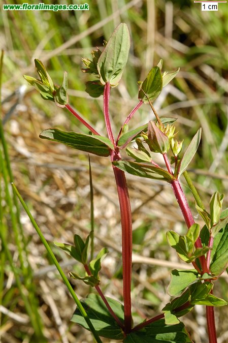 Hypericum tetrapterum