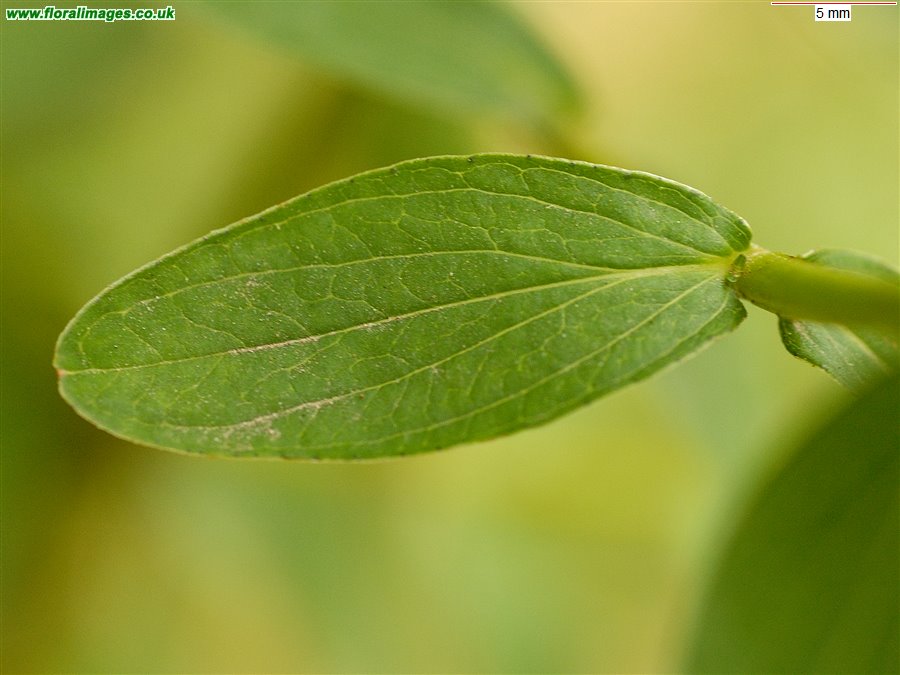 Hypericum x desetangsii