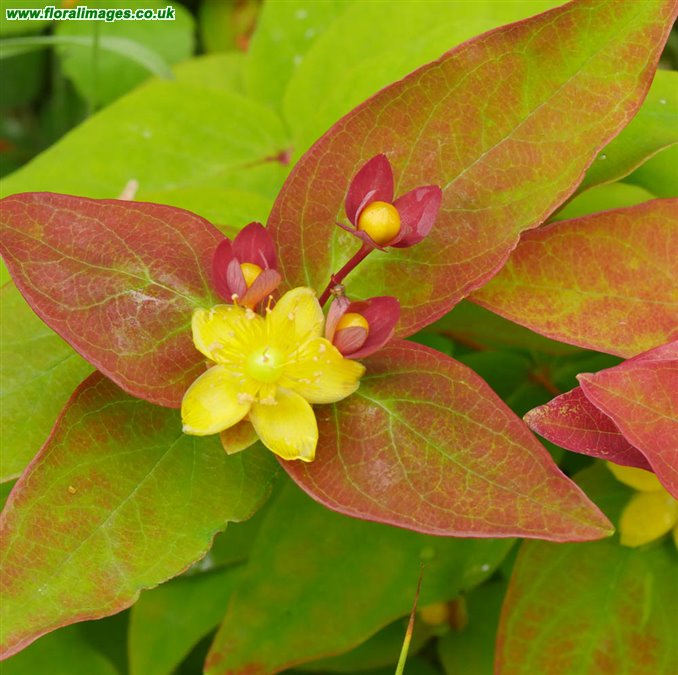 Hypericum x inodorum
