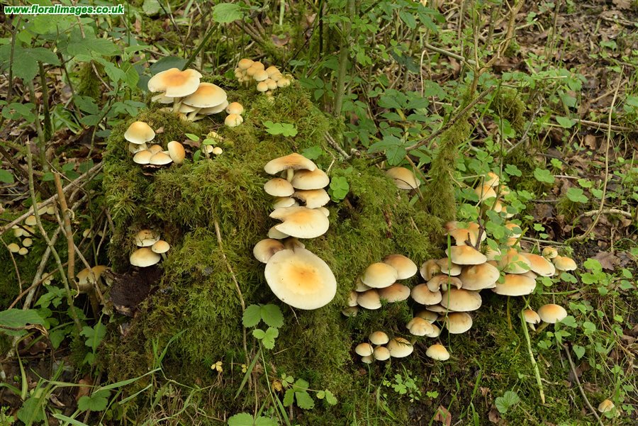 Hypholoma fasciculare