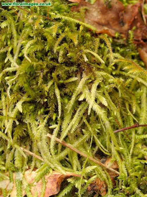 Hypnum cupressiforme