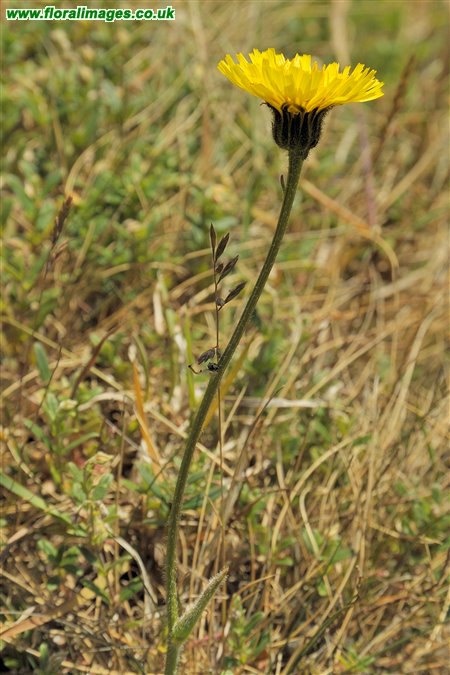 Hypochaeris maculata