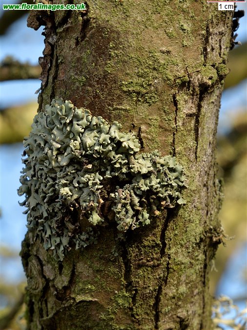 Hypogymnia tubulosa