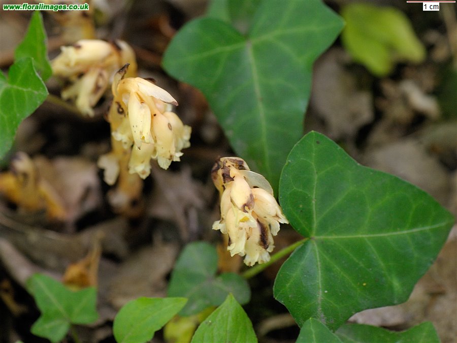 Hypopitys monotropa
