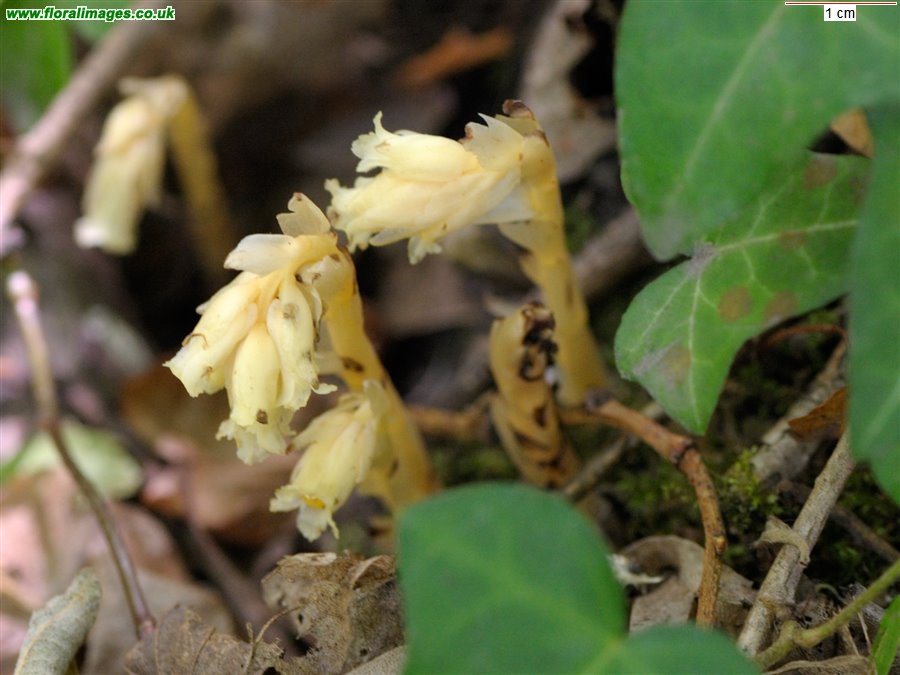 Hypopitys monotropa