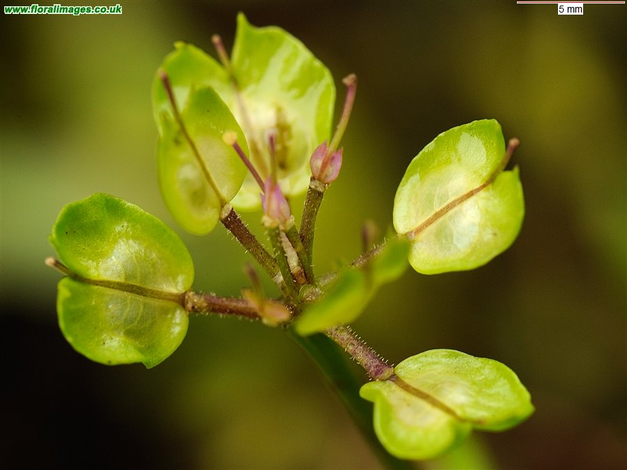 Iberis umbellata