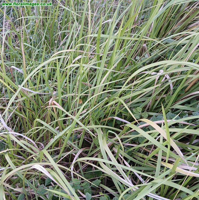 Imperata cylindrica