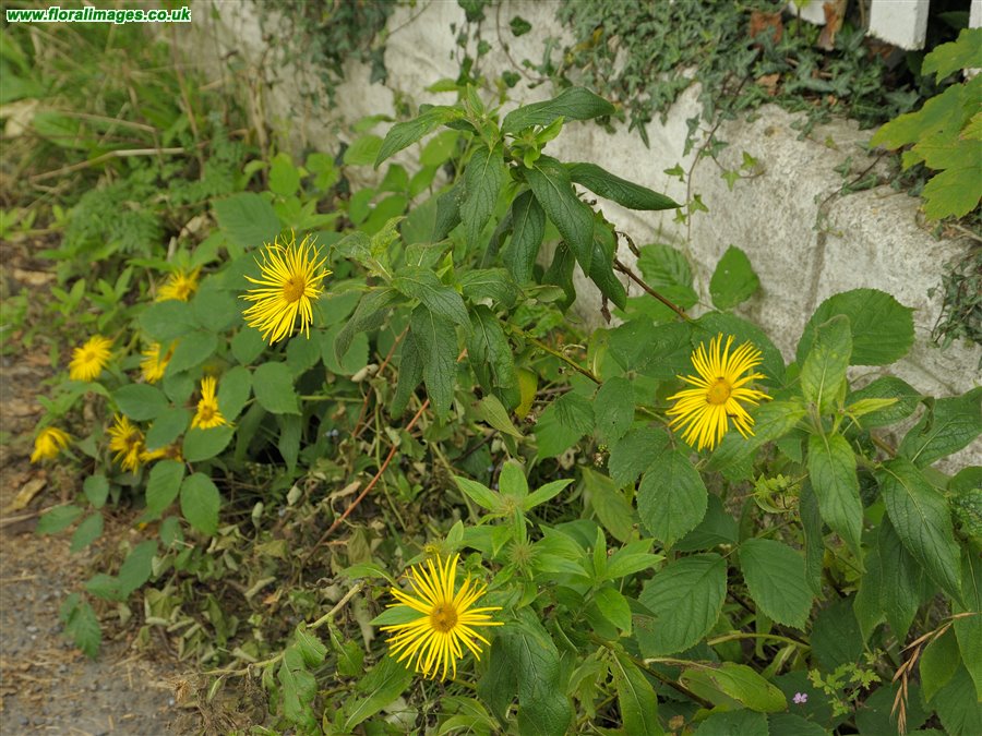 Inula helenium