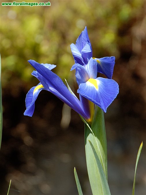 Iris sibirica