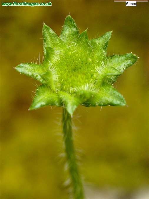 Jasione montana