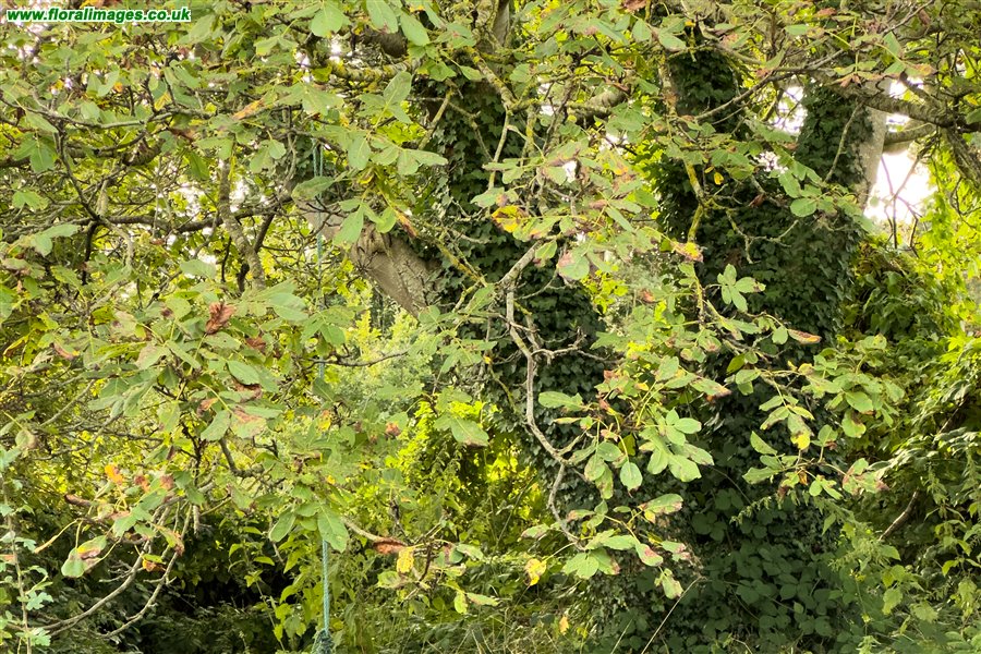 Juglans regia