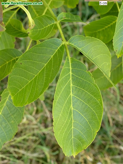Juglans regia