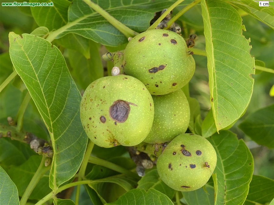 Juglans regia