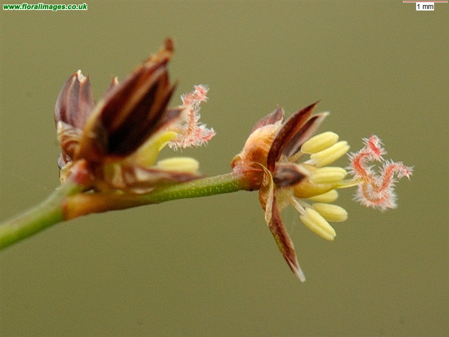 Juncus articulatus