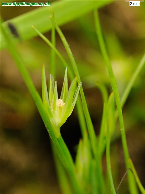 Juncus bufonius