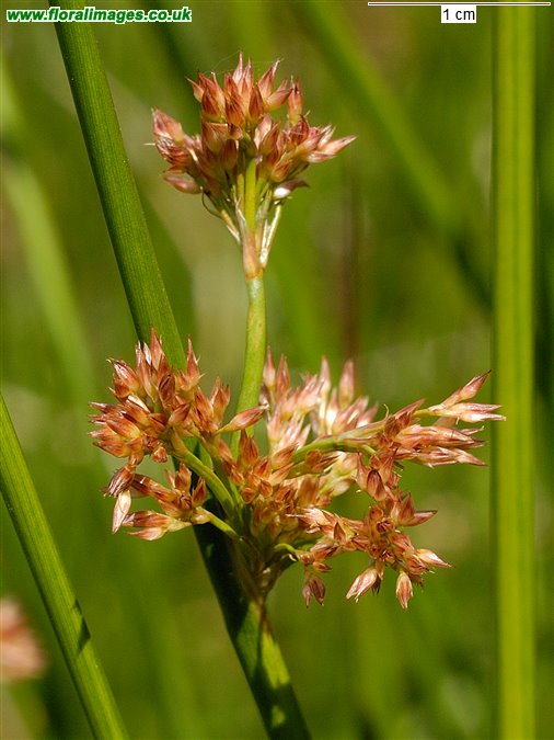 Juncus effusus