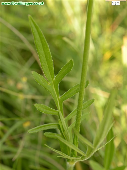 Knautia arvensis