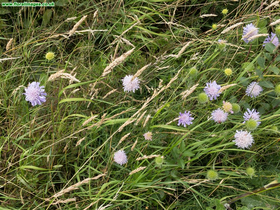 Knautia arvensis