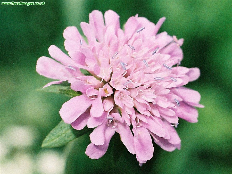 Knautia dipsacifolia
