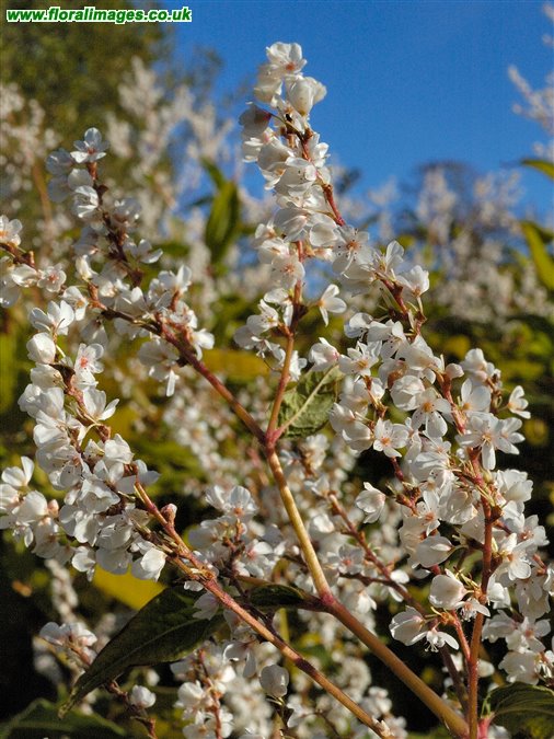 Koenigia polystachya