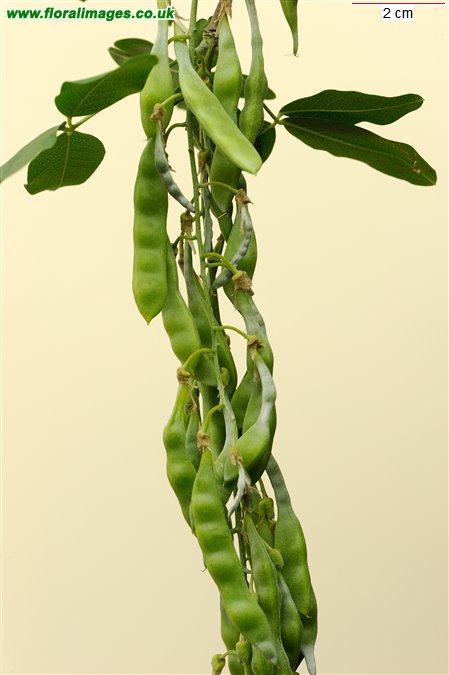 Laburnum anagyroides