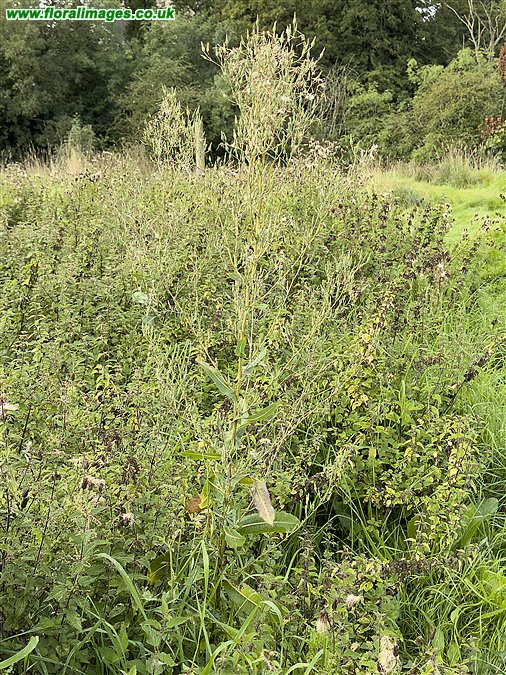 Lactuca serriola