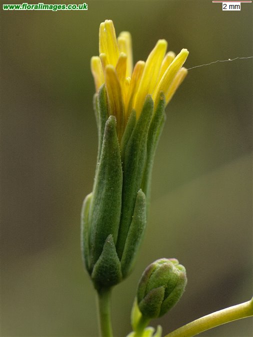 Lactuca serriola