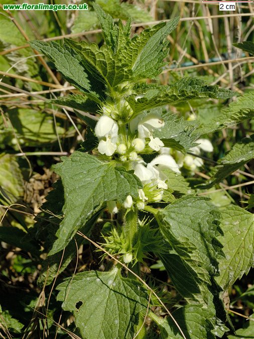 Lamium album