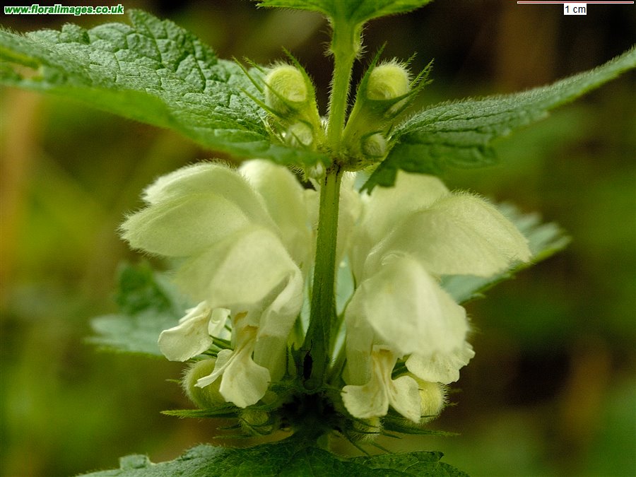 Lamium album