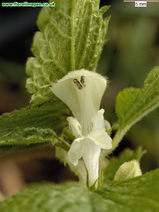 Lamium album