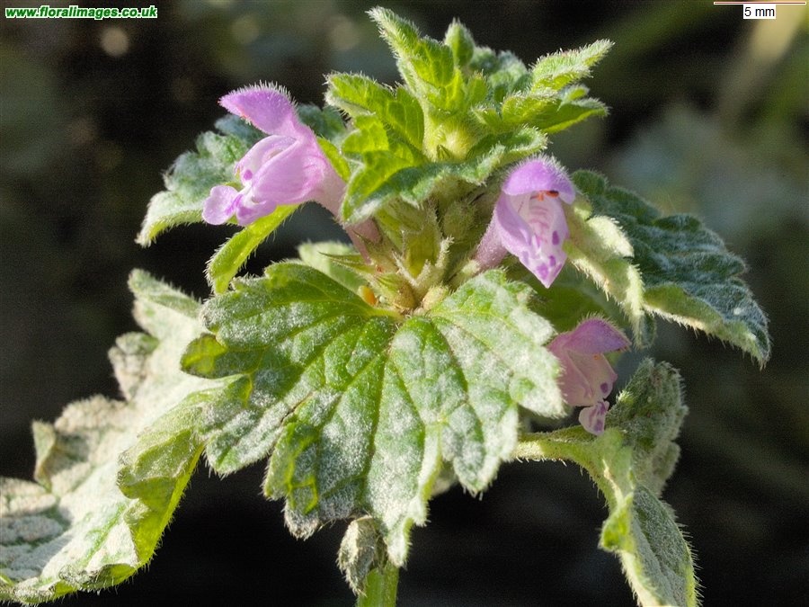 Lamium hybridum