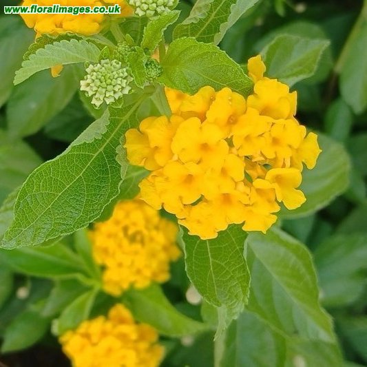 Lantana canescens