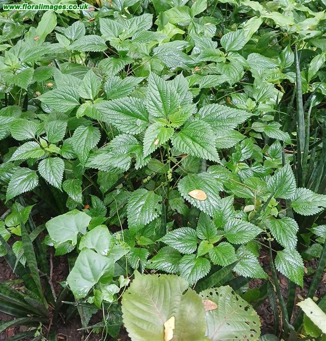 Laportea interuppta