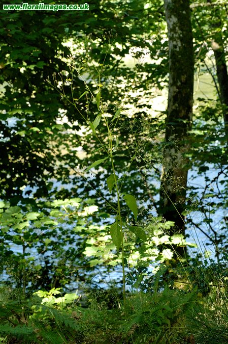 Lapsana communis