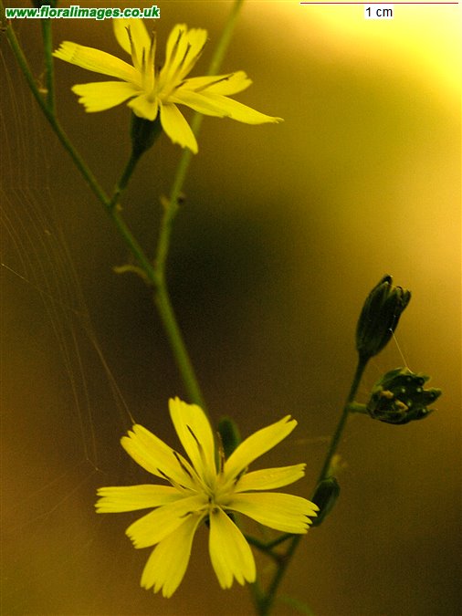 Lapsana communis