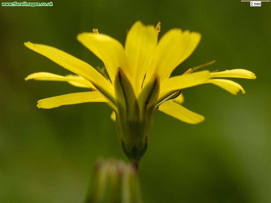 Lapsana communis