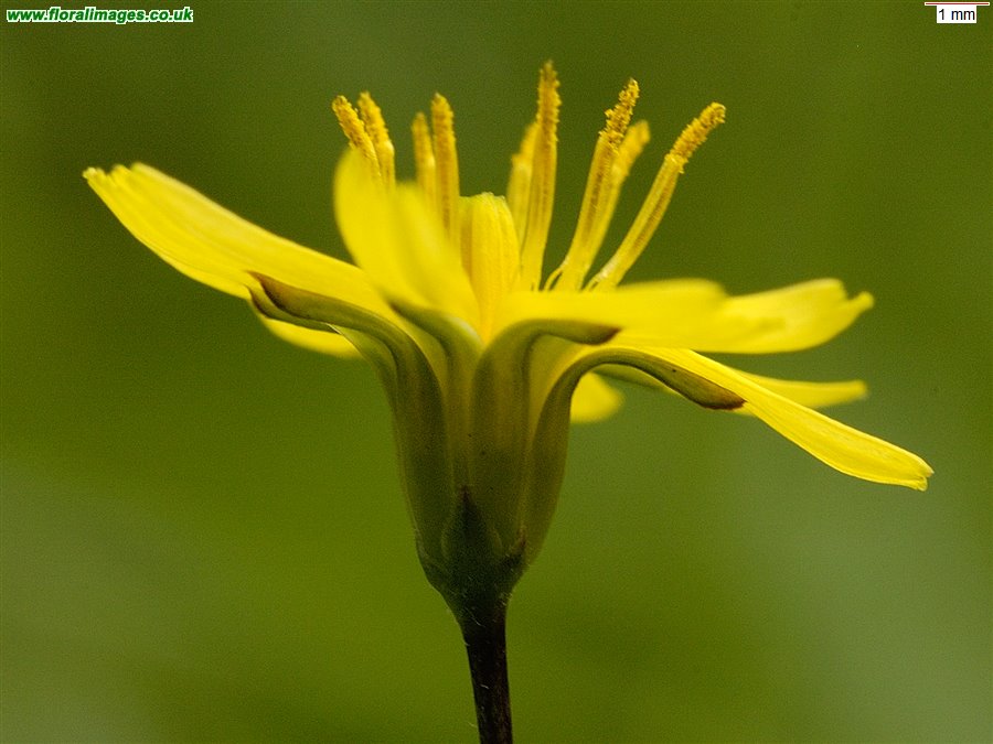Lapsana communis