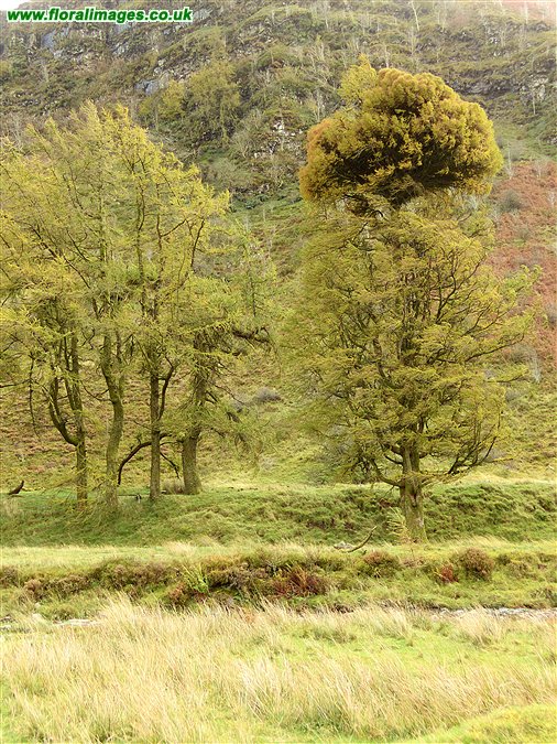 Larix decidua