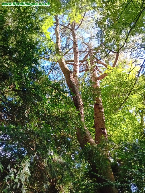 Larix decidua