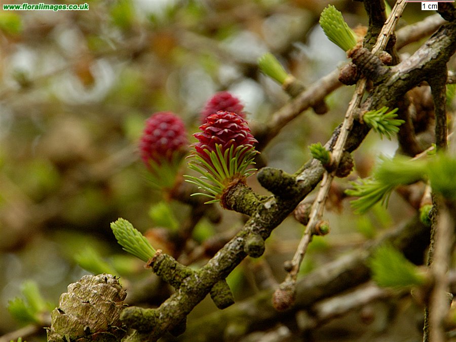 Larix decidua