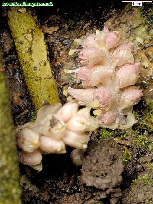 Lathraea squamaria