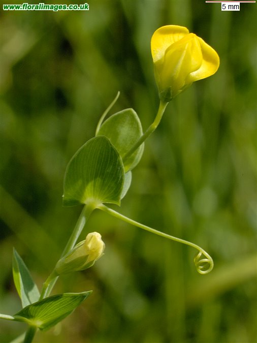 Lathyrus aphaca