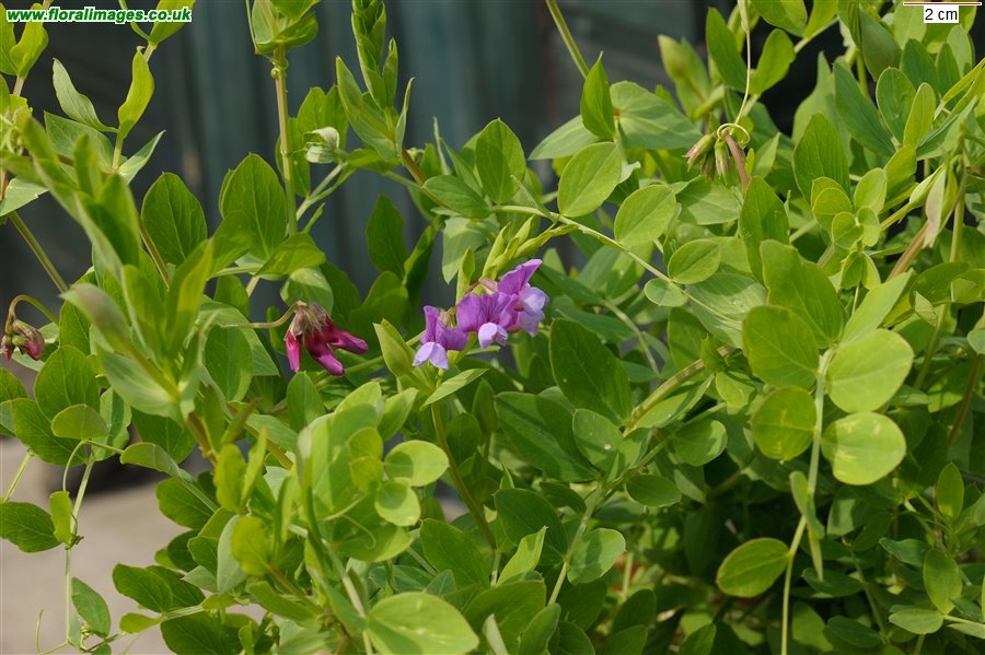 Lathyrus japonicus
