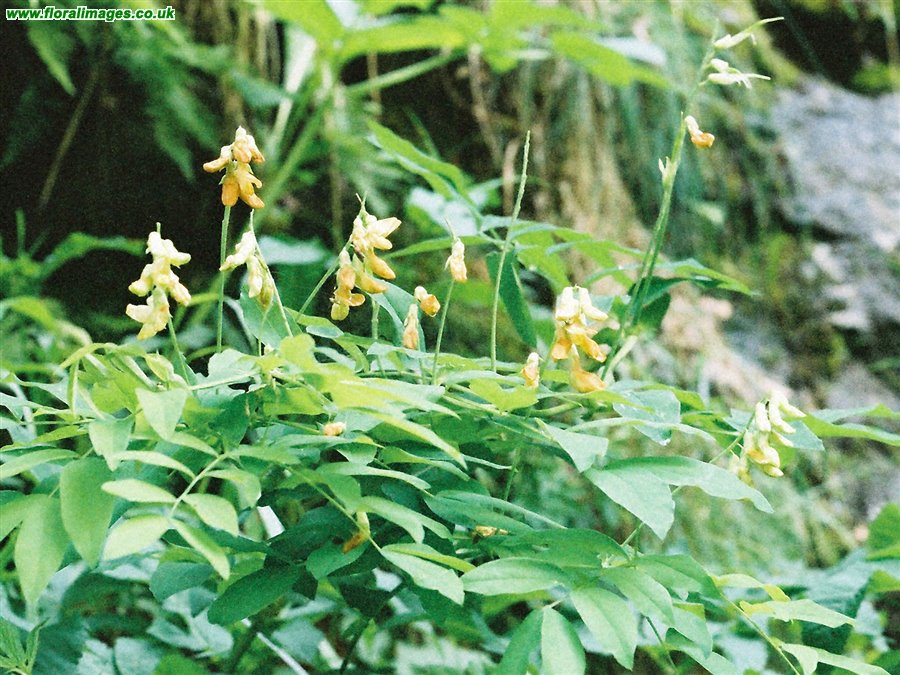 Lathyrus laevigatus