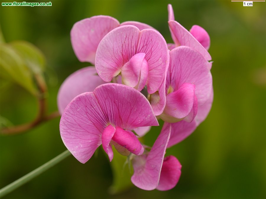 Lathyrus latifolius