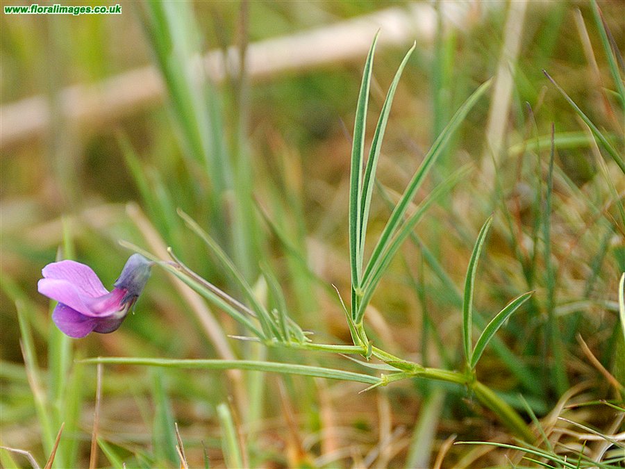 Lathyrus linifolius