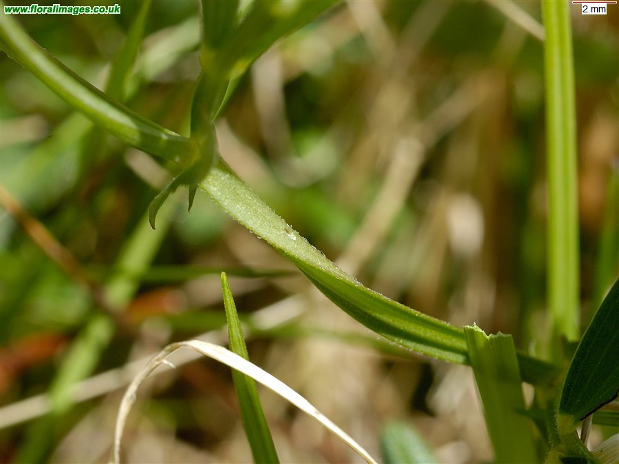Lathyrus linifolius