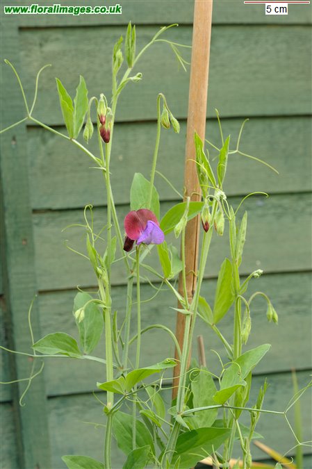 Lathyrus odoratus