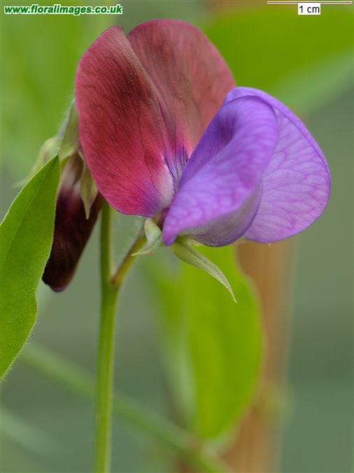 Lathyrus odoratus